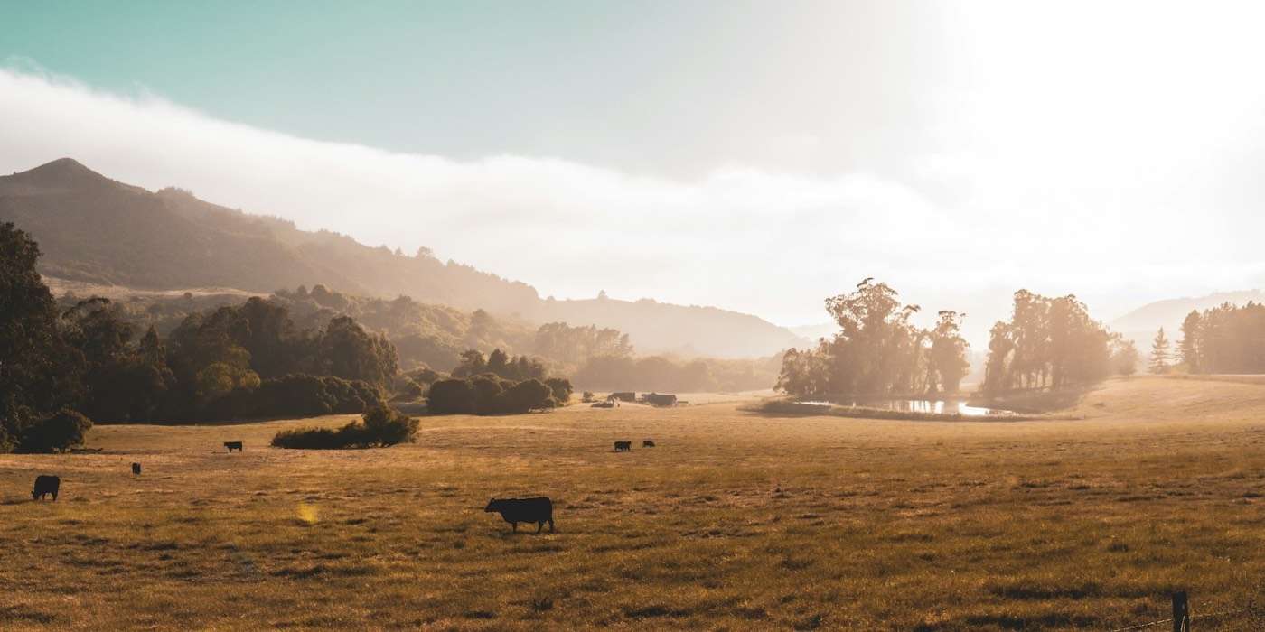 Cattle grazing a misty valley paddock lined with gum trees