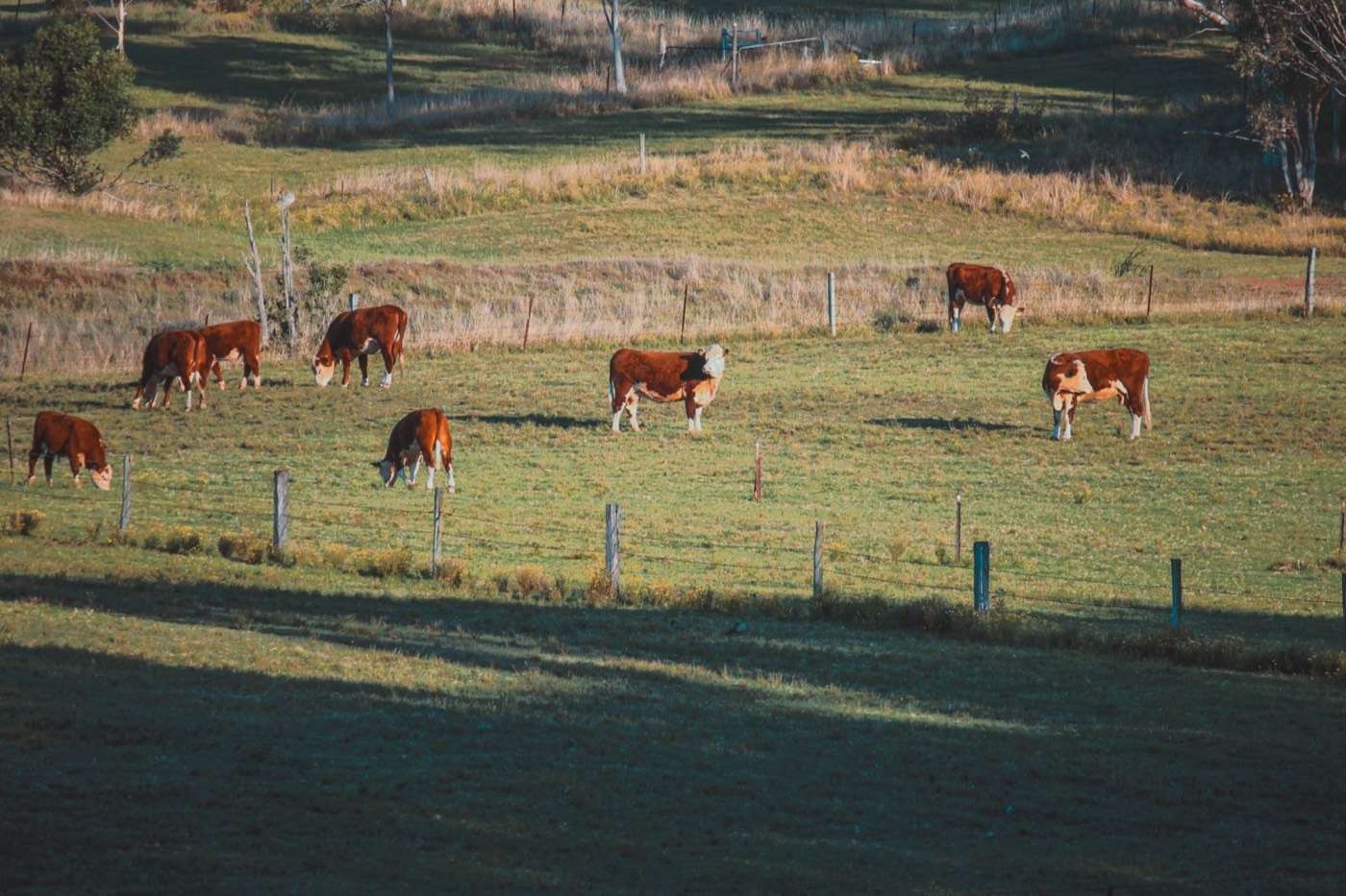 Hereford cattle grazing a green paddock beside a fence line