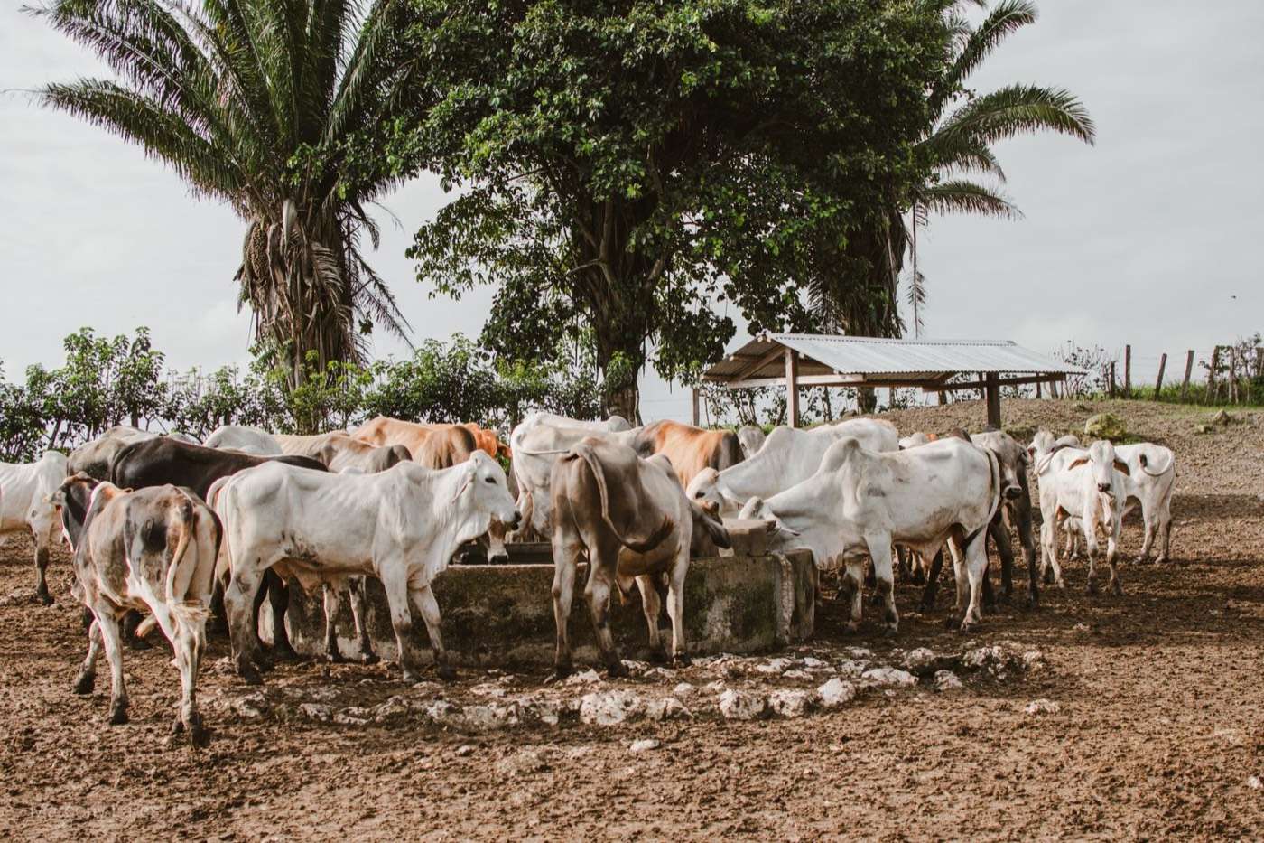 Zebu cattle crowding a concrete water trough in a dry, dusty yard