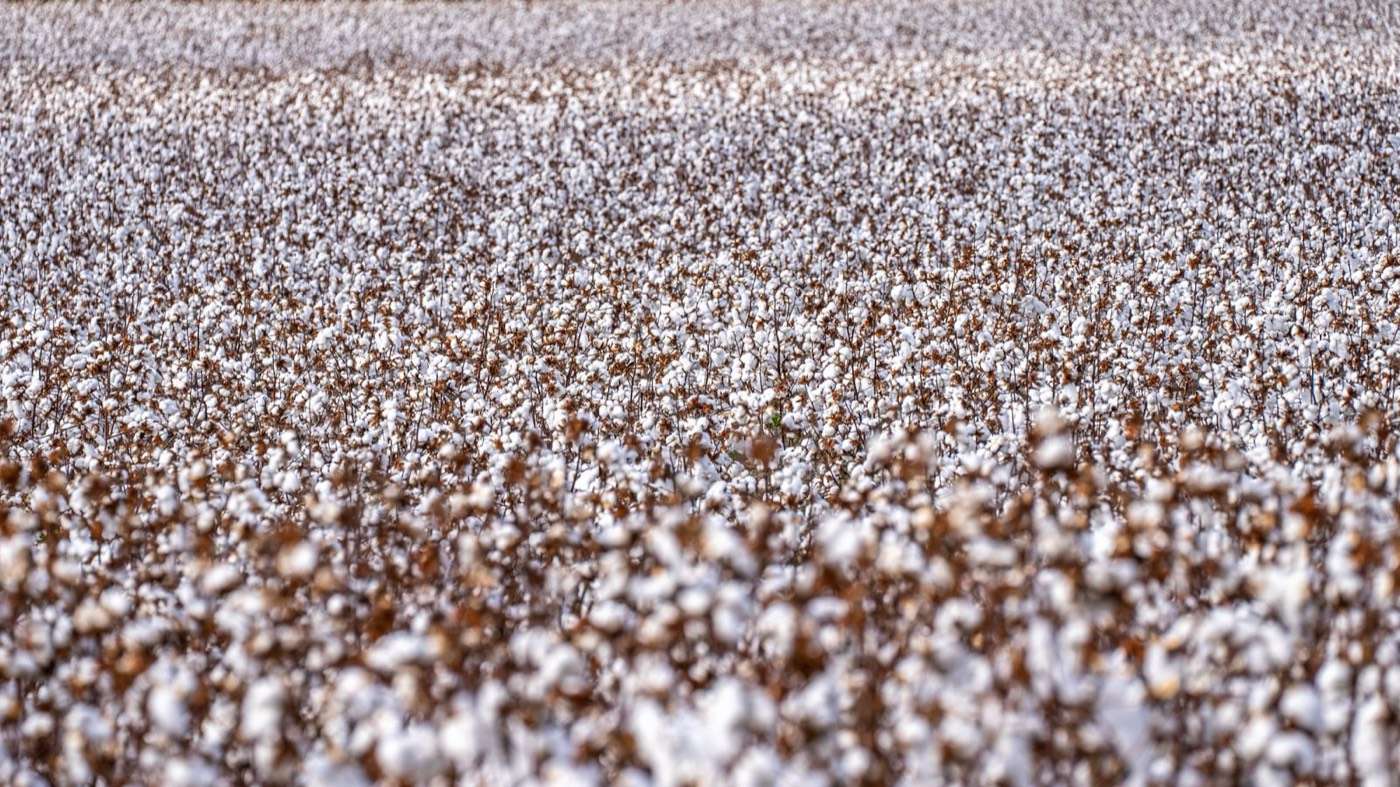 Close view of a cotton crop ready for picking