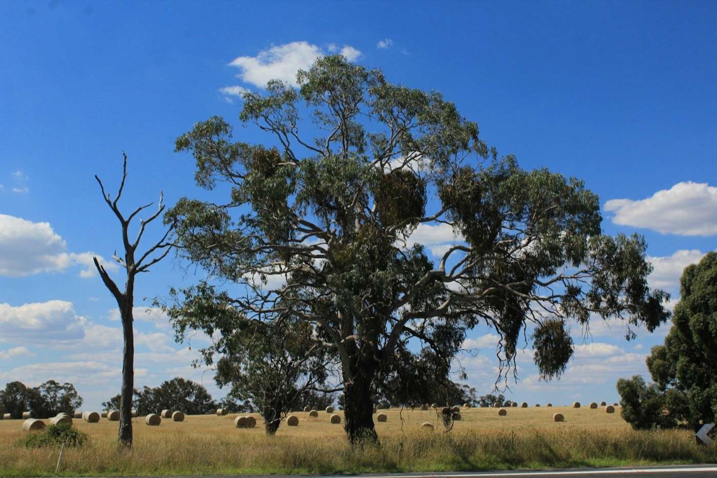 Round hay bales scattered in a paddock beneath a large gum tree