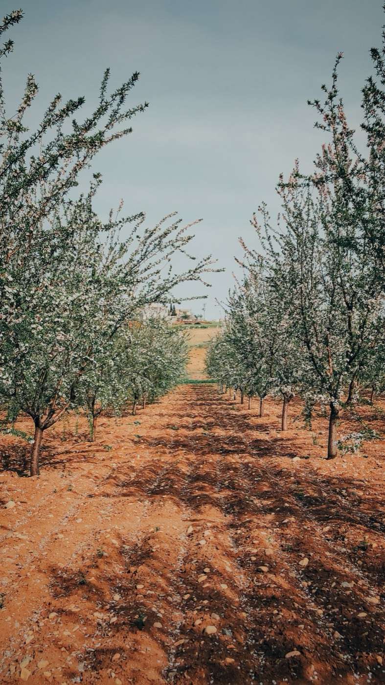 Young orchard rows on red soil