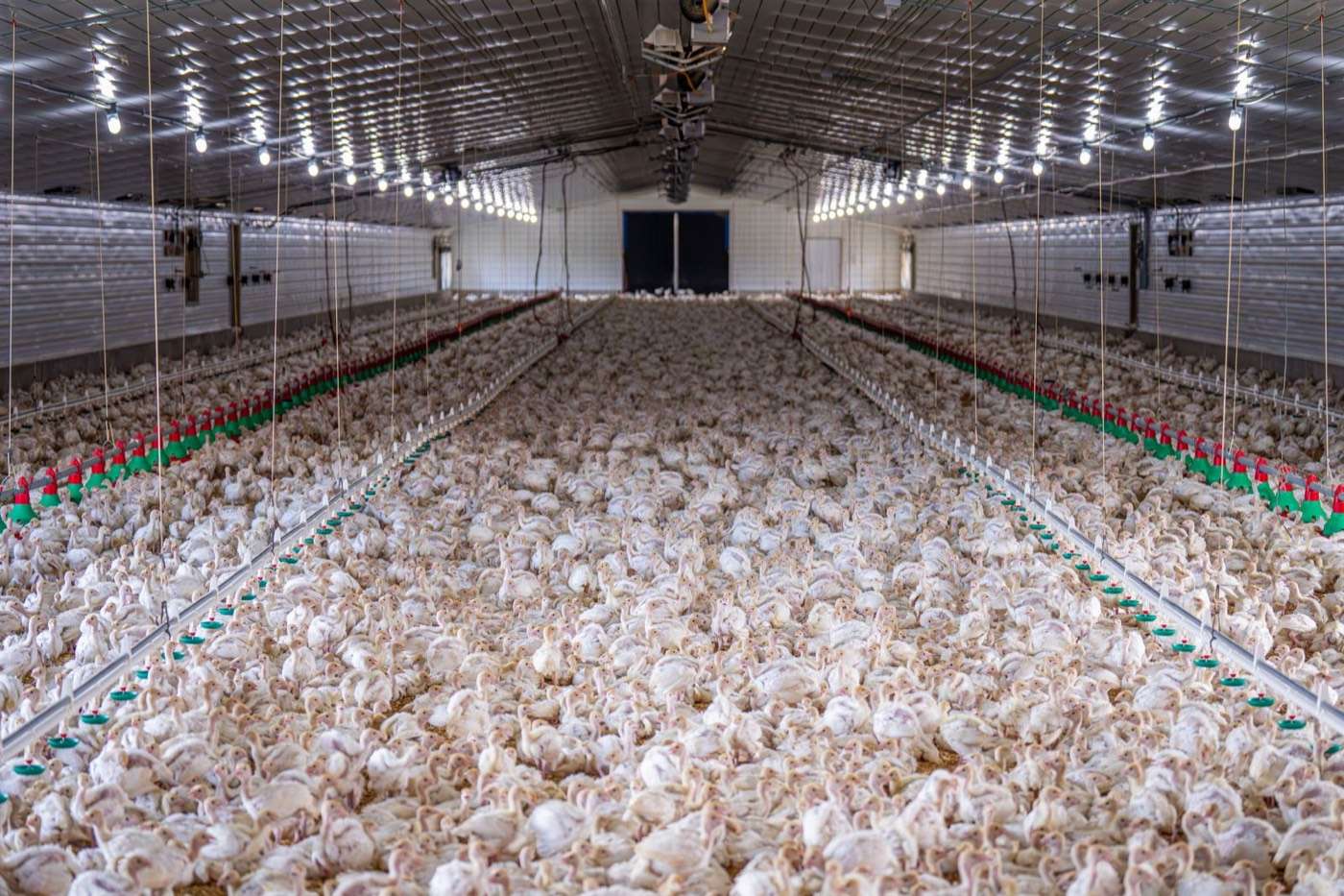 Broiler chickens filling the floor of a long tunnel-ventilated shed