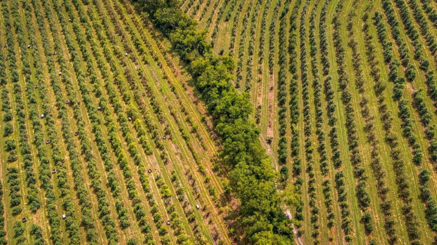 Aerial view of vineyard rows